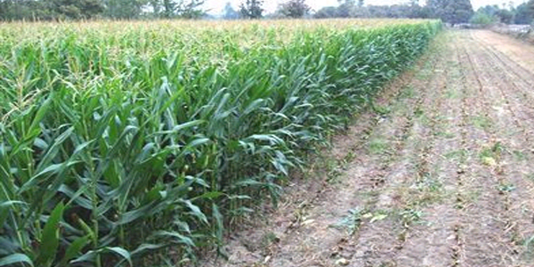 �ift�i kad�nlar�n on parma��nda on marifet