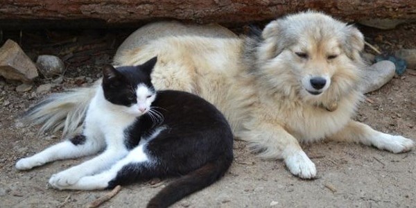 Kedi ve köpeğin dostluğu