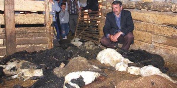 Ertaş ailesinin umudunu kurt kaptı
