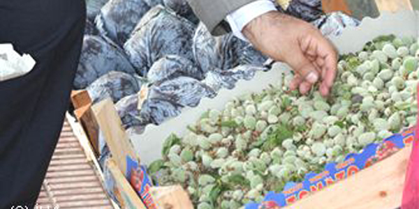 Baharın müjdecisi çağla cep yakıyor
