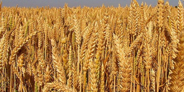 Bu y�l bu�dayda y�ksek rekolte bekleniyor