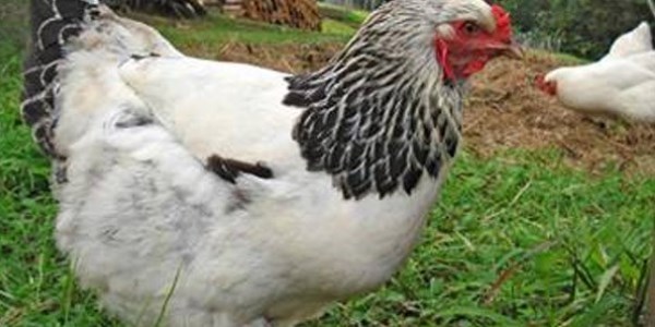 K�pek yavrular�na annelik yapan tavuk