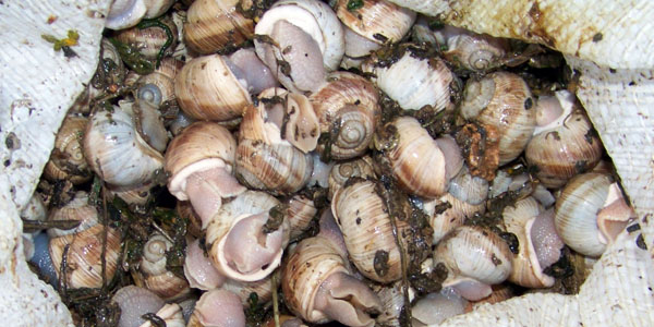 Mut'ta salyangoz ge�im kayna�� oldu