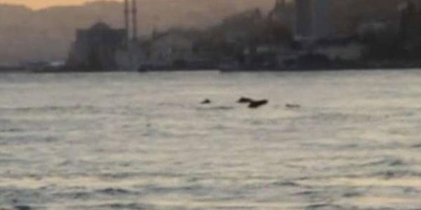 �stanbul Bo�az�'nda yunus ak�n�