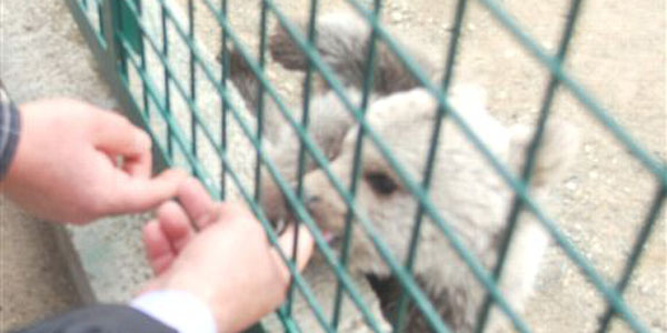 Ayı yavrusu 'şirin' herkesin ilgi odağı