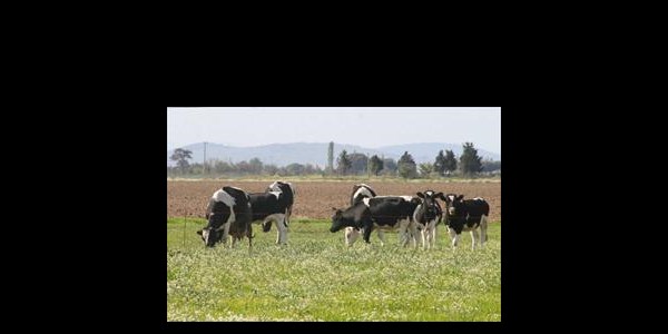 Arşah üreticinin can simidi oldu