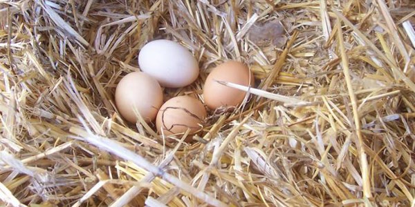 Tavuk ve yumurtada kriter: Kurallara uygunluk