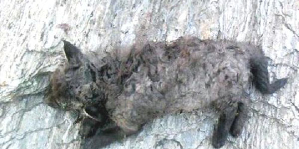 Söke'de canavar paniği