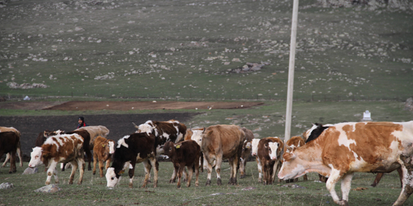 Ardahan'da şap karantinası