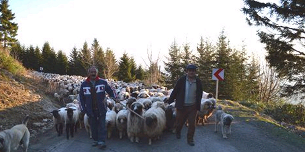 Çobanlar yayla yollarına düştü