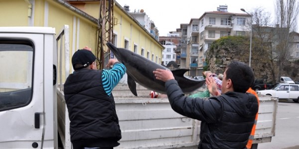 Av yasakları yunusları kurtardı