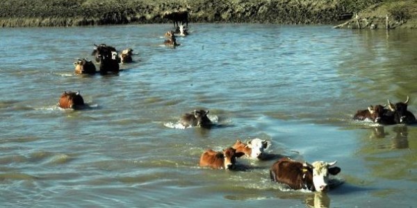 Bu köyde hayvanlar otlamaya yüzerek gidiyor