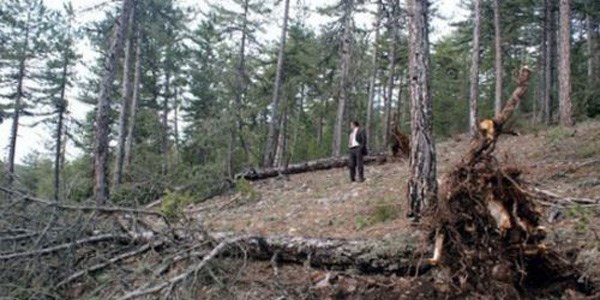Üzerine ağaç devrilen lise öğrencisi öldü