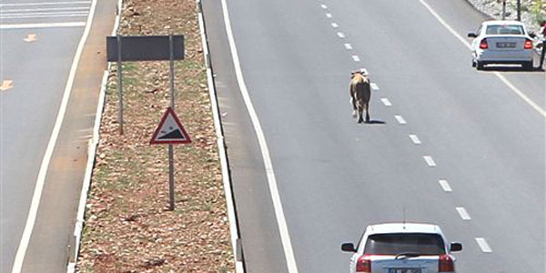 İpini koparan sarıkız trafiği felç etti