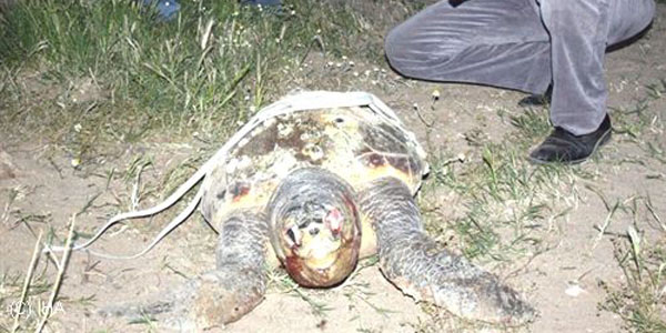 2 ölü caretta caretta Ayvalık sahillerine vurdu