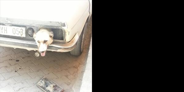 Arabanın bagajına kapatılan köpeğin ölüm kalım savaşı