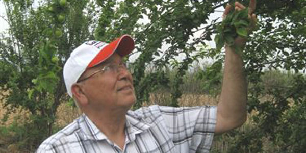 Toptan erik fiyatlar� tepe takla