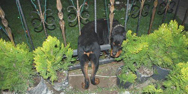 Sapanca'da gece yarısı köpek kurtarma operasyonu