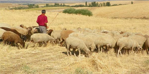Çoban bulamayan köylü, hayvanlarını satışa çıkardı