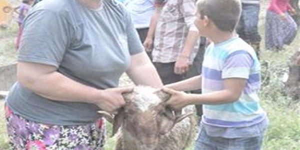 İslahiye'de kuyuya düşen koyunu itfaiye kurtardı