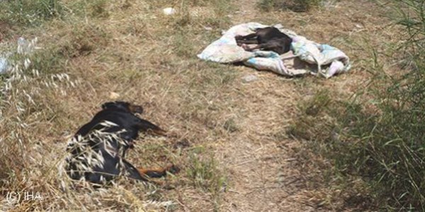 Marmaris'te köpeklerin zehirlendiği iddiası