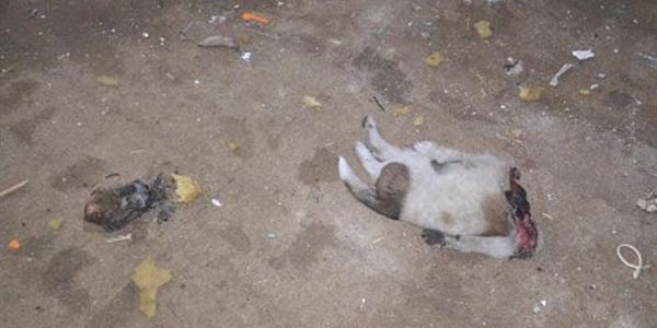 Sinop'ta 3 köpeği boğazlarını keserek öldürdüler