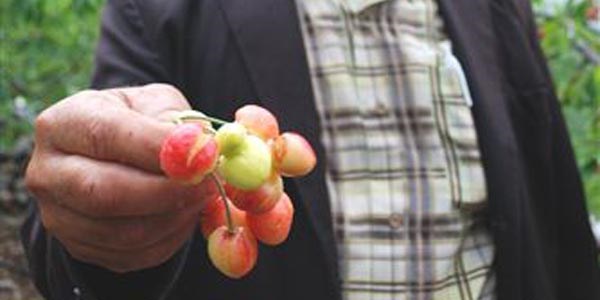 Kiraz �reticisine ya�mur darbesi