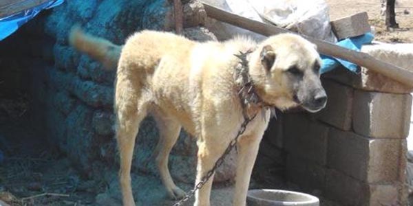 K�pe�in havlamas�, 13 ki�ilik aileyi �l�mden kurtard�