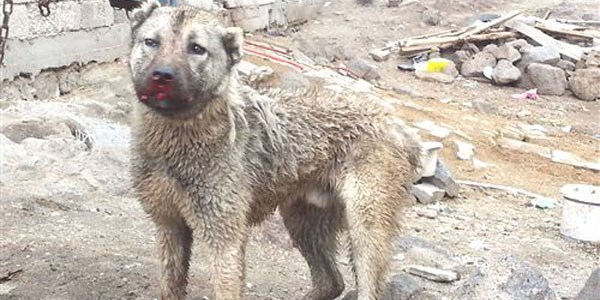 Köpeklere maytaplı saldırı