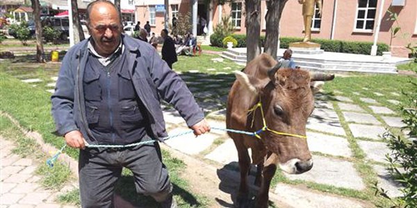 Kaçan inek, hükümet konağının bahçesinde sahibini bekledi