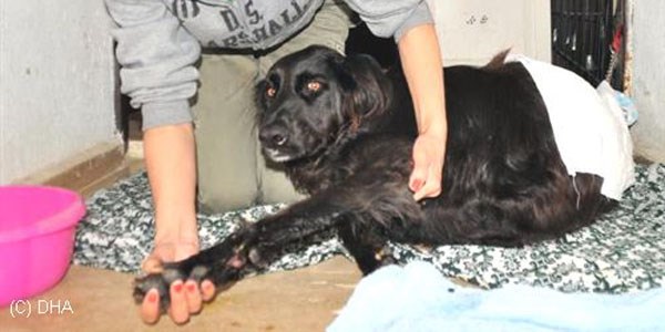 K�pe�in t�rnaklar�n� s�kt�ler