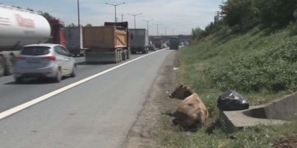 �nekler otobana ��kt�, faciadan k�lpay� d�n�ld�