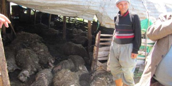 Kurtlar 40 koyunu �ld�rd�