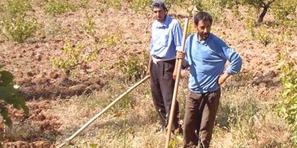 Siirt'te çiftçilere zivzik nar üretimi desteği