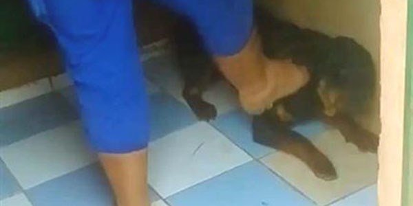 Emanet köpeklere dayaklı eğitim
