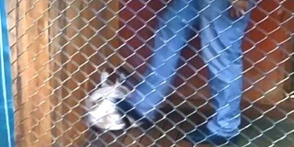 Köpekleri, eğitim merkezinin sahibinin oğlu da dövmüş