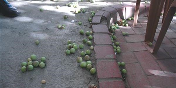 Lodos meyveleri dalından döktü