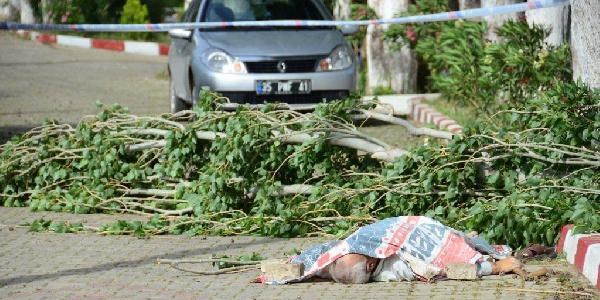 Rüzgarın devirdiği ağaç canından etti