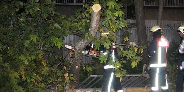 Lodos, Bağcılar'da ağaç devirdi