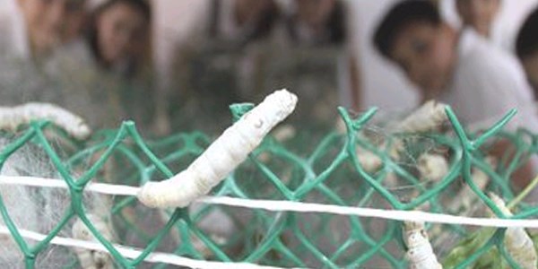 Bu okulda öğrenciler ipek böceğinden koza üretiyor
