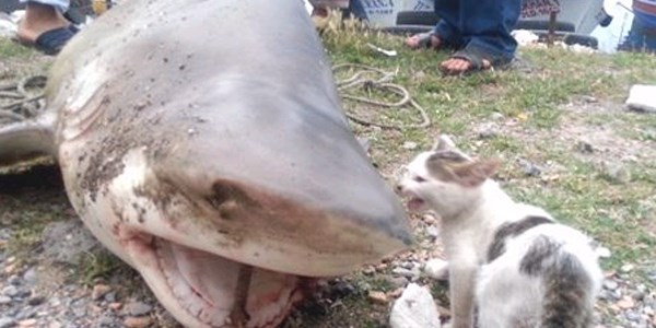 Balıkçıların oltasına köpek balığı takıldı