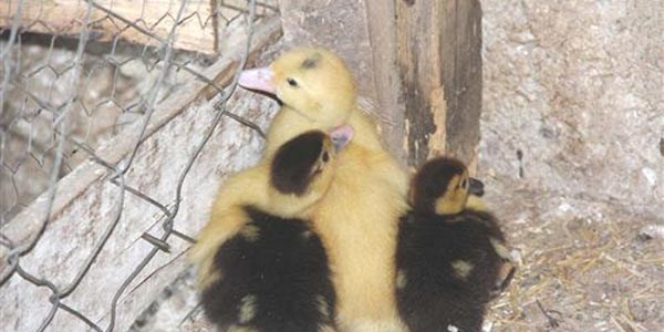 Ördek yavrularına tavuk annelik yapıyor