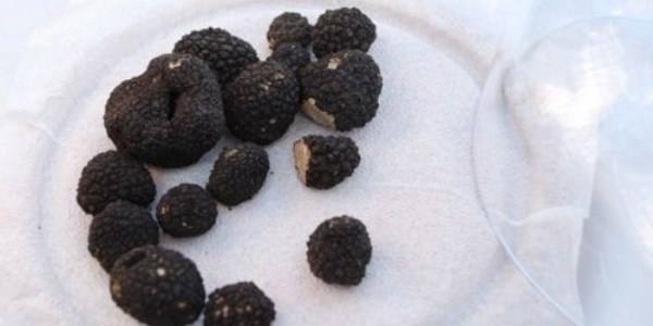 K�yl�ye 2 bin avroluk mantar piyangosu