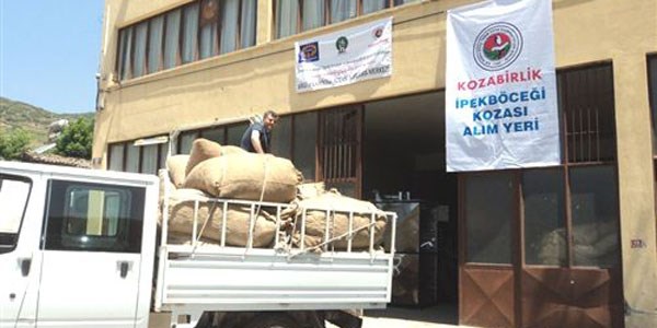 Ödemiş'te ipekböceği koza alımları başladı