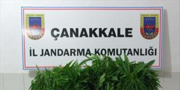 Çiçek değil kenevir serası