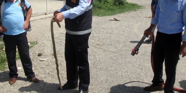 Otomobilden çıkan yılanın büyüklüğü şoke etti