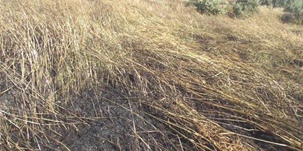 Saruhanl'da 35 dekar buday tarlas yand
