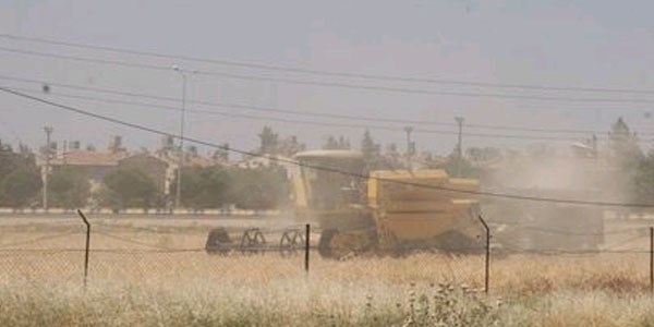 Kilis'te hububat hasadı başladı