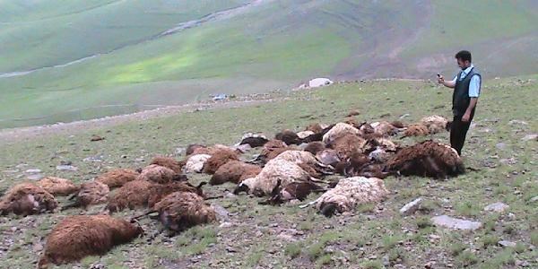 Yıldırım Çobanı Ağır Yaraladı, 61 Koyunu Telef Etti