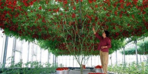 7 metre boyunda domates aac gelitirdi
